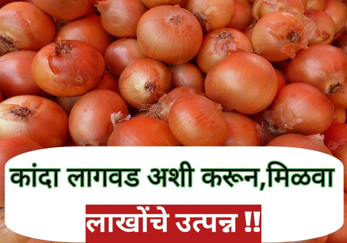 Kanda Lagwad | कांदा लागवड | Onion Farming
